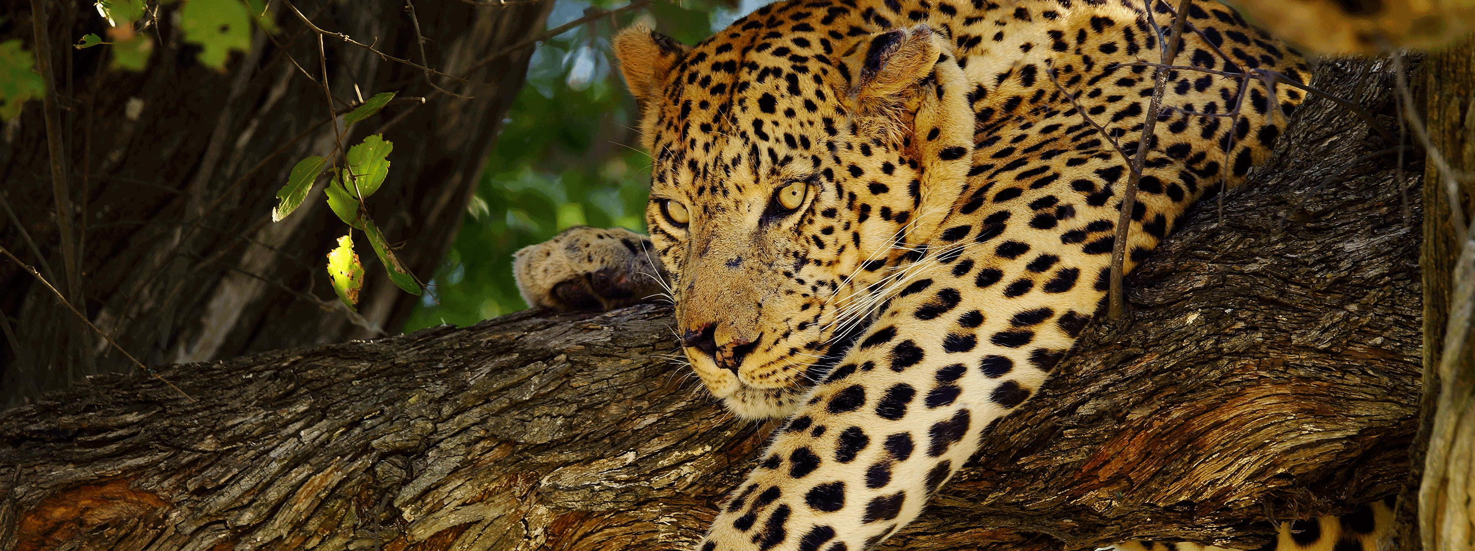 /resource/Images/africa/botswana/headerimage/Leopard-in-tree-Moremi-game-reserve-Botswana.png