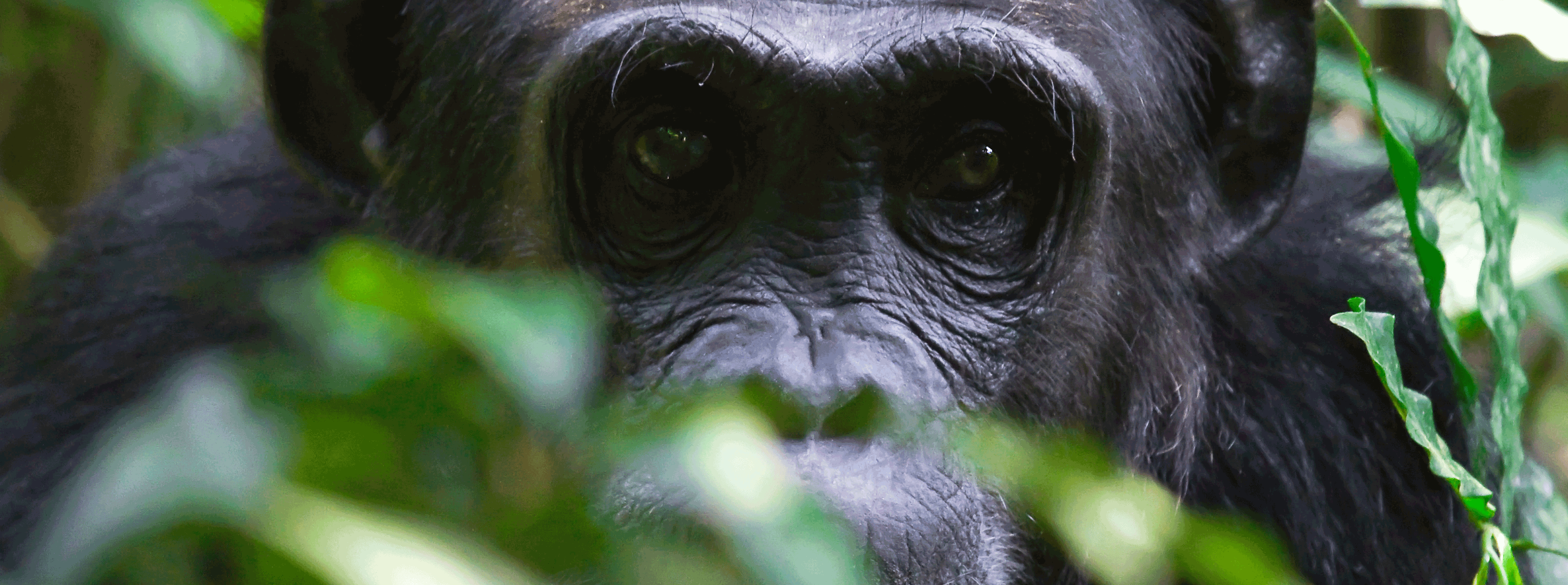 /resource/Images/africa/uganda/headerimage/chimpanzees-in-Kibale-Uganda.png