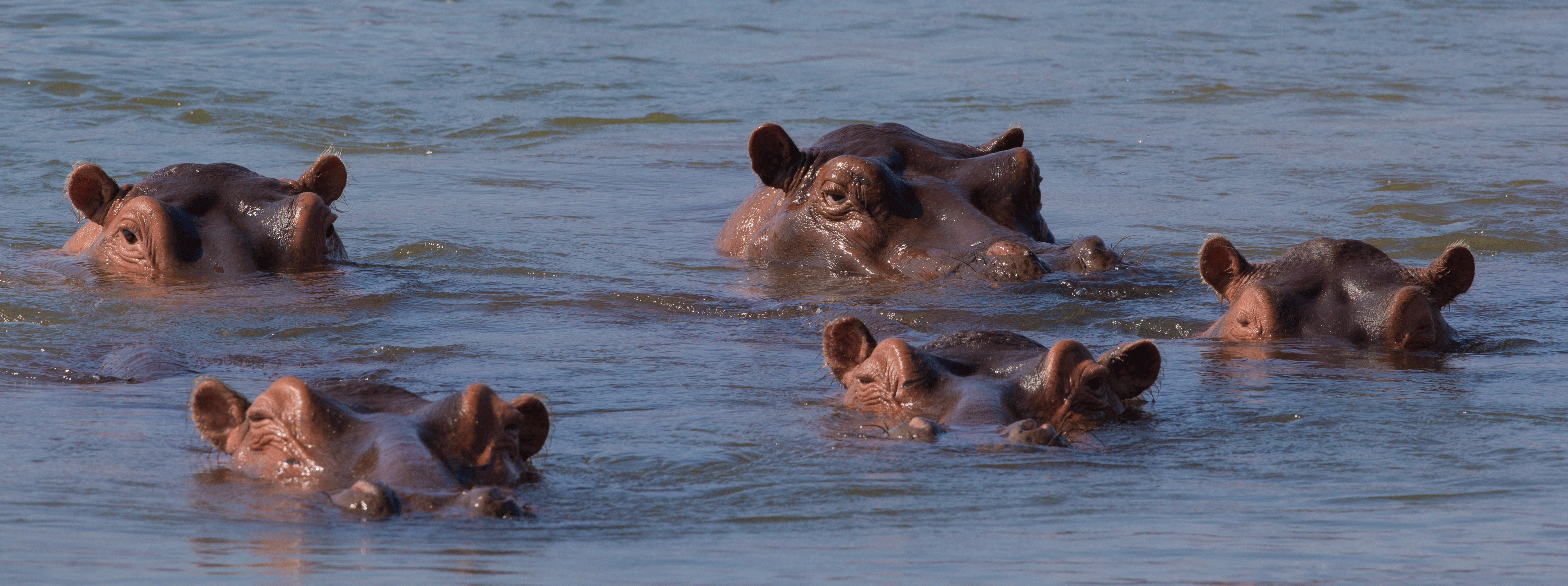 /resource/Images/africa/zambia/headerimage/Hippopotamus-amphibius-in-the-Zambezi-river.png
