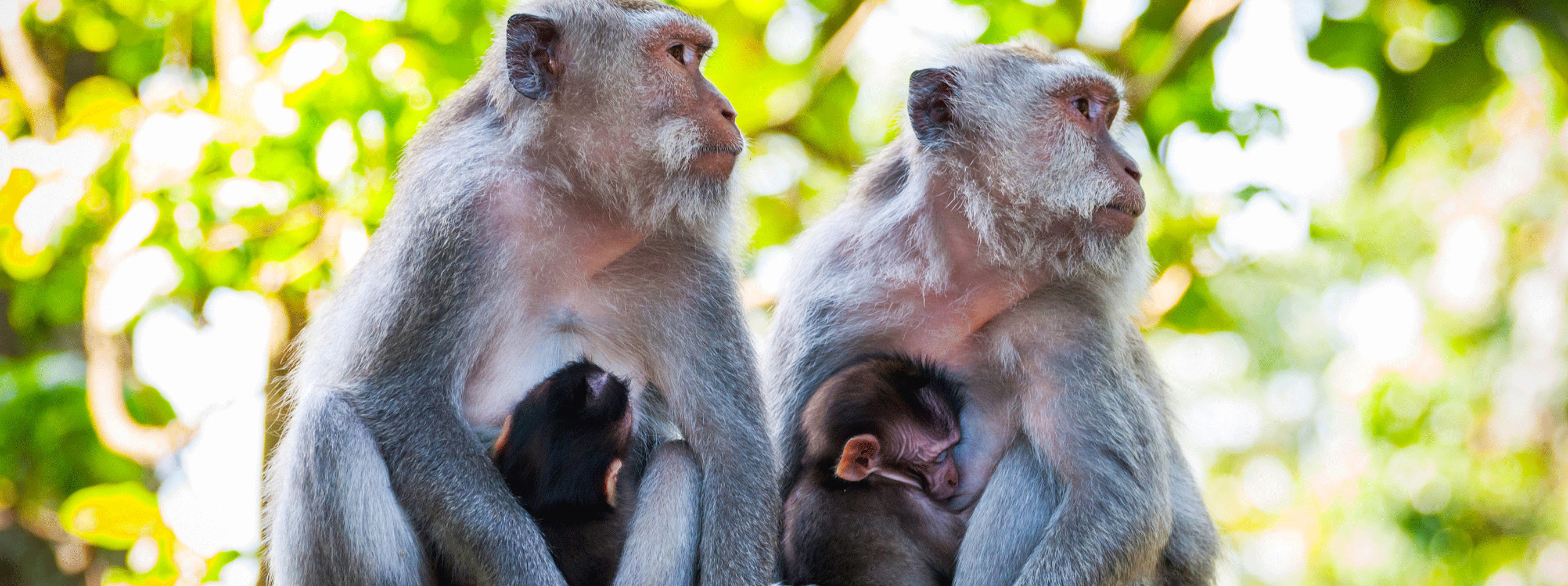 /resource/Images/borneo/headerimage/Macaque-Monkeys-kota-kinabalu.png
