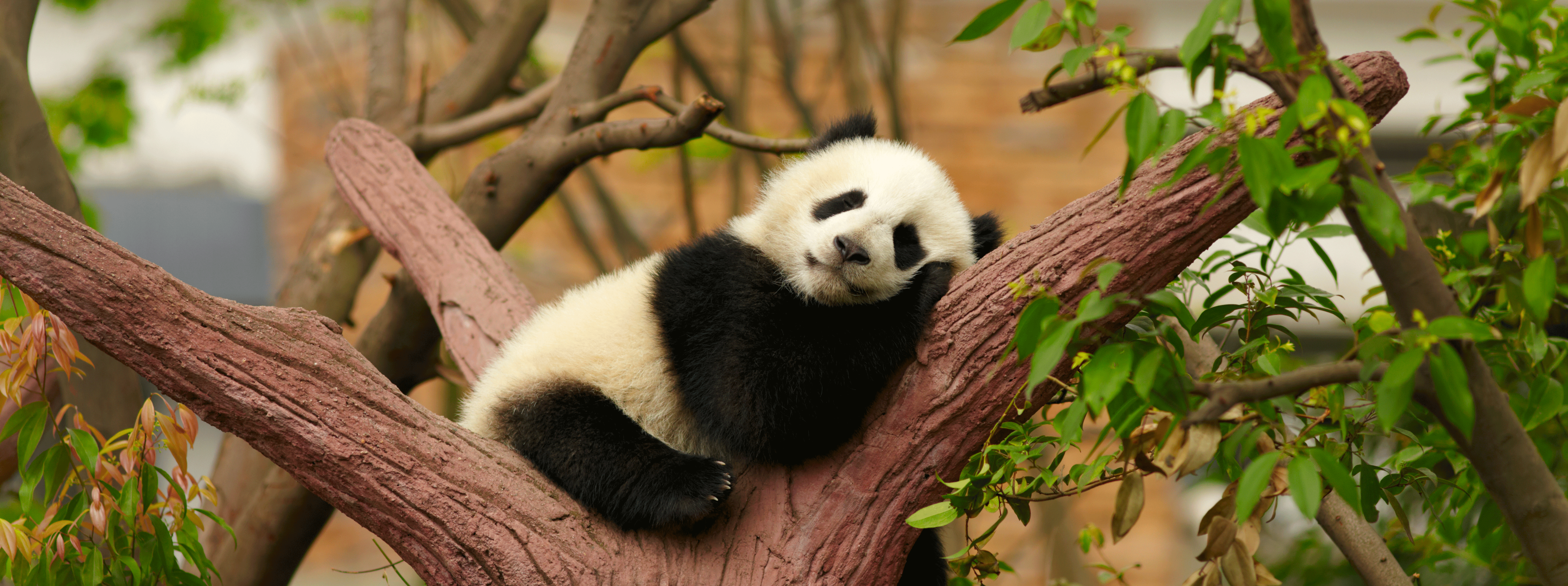/resource/Images/china/headerimage/panda.png