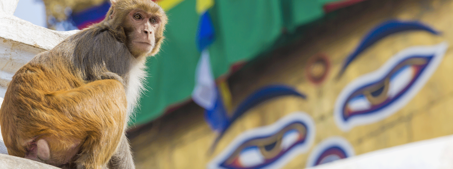 /resource/Images/southernasia/india/headerimage/Swayambhunath-Monkey-temple-in-Kathmandu1.png