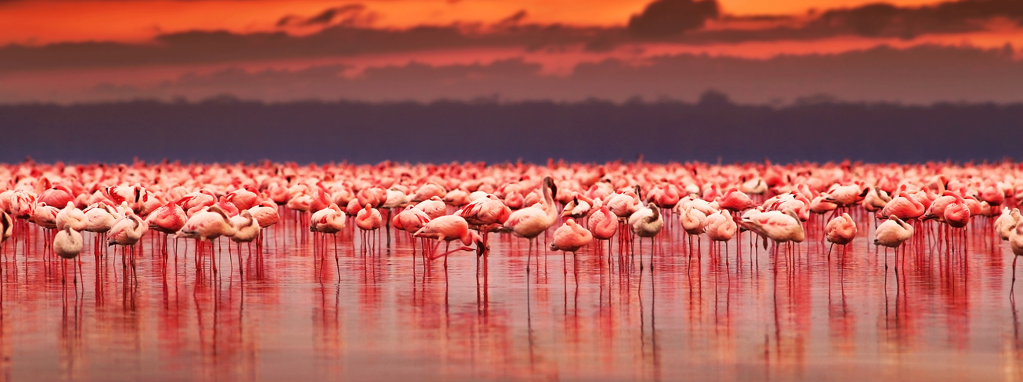 /resource/Images/Tanzania_Kenya/headerimage/African-flamingos-in-the-lake.png