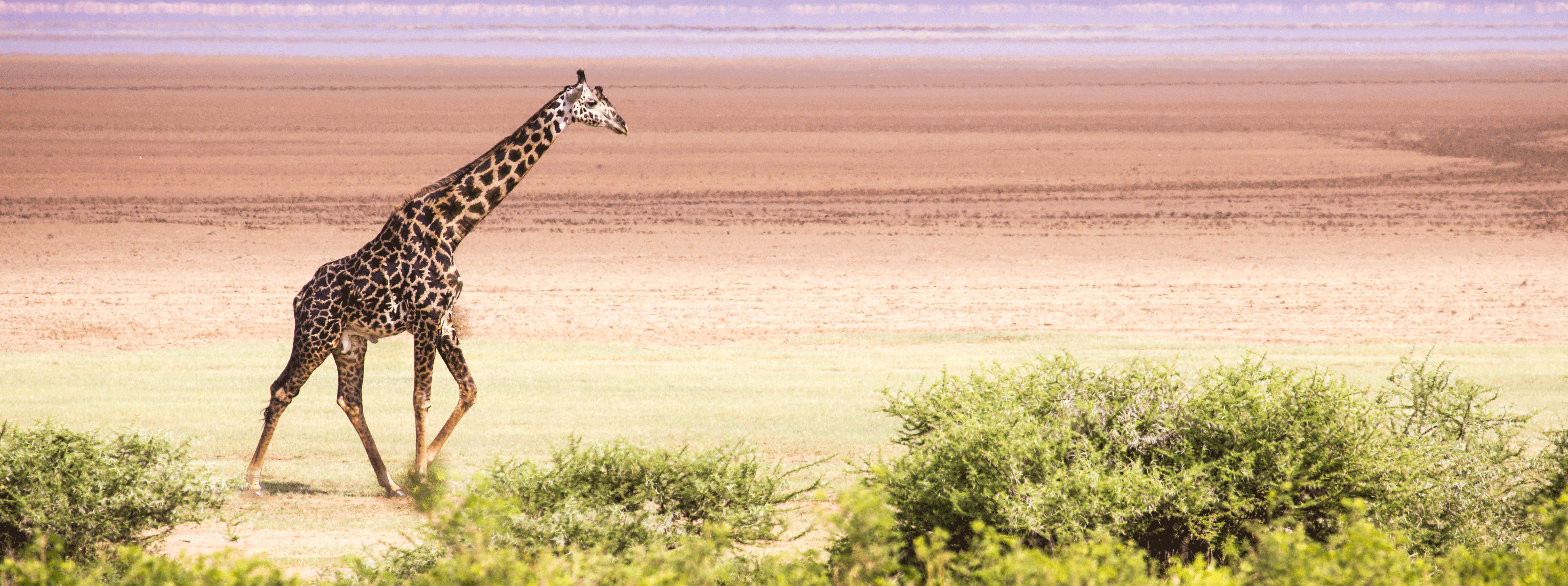 /resource/Images/Tanzania_Kenya/headerimage/Giraffes-in-Lake-Manyara-national-park,-Tanzania.png