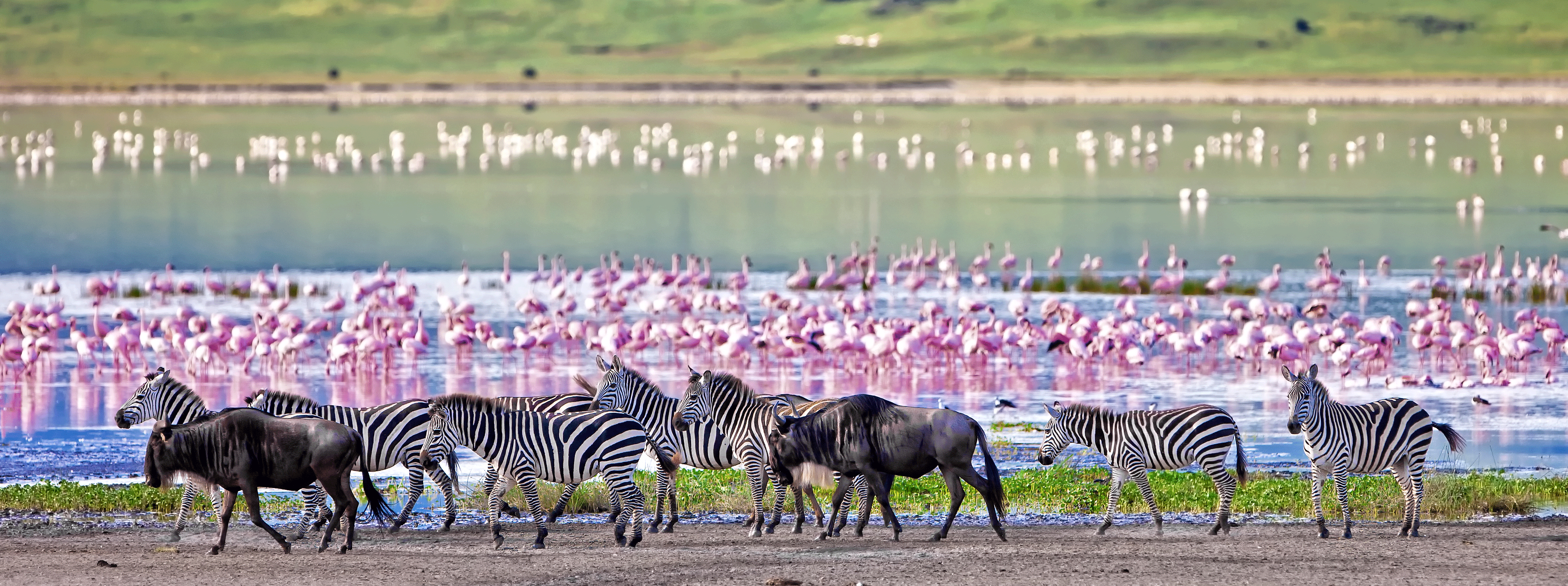 /resource/Images/Tanzania_Kenya/headerimage/Zebras-and-wildebeests-walking-beside-the-lake-in-the-Ngorongoro-Crater,-Tanzania,-flamingos-in-the-background.png