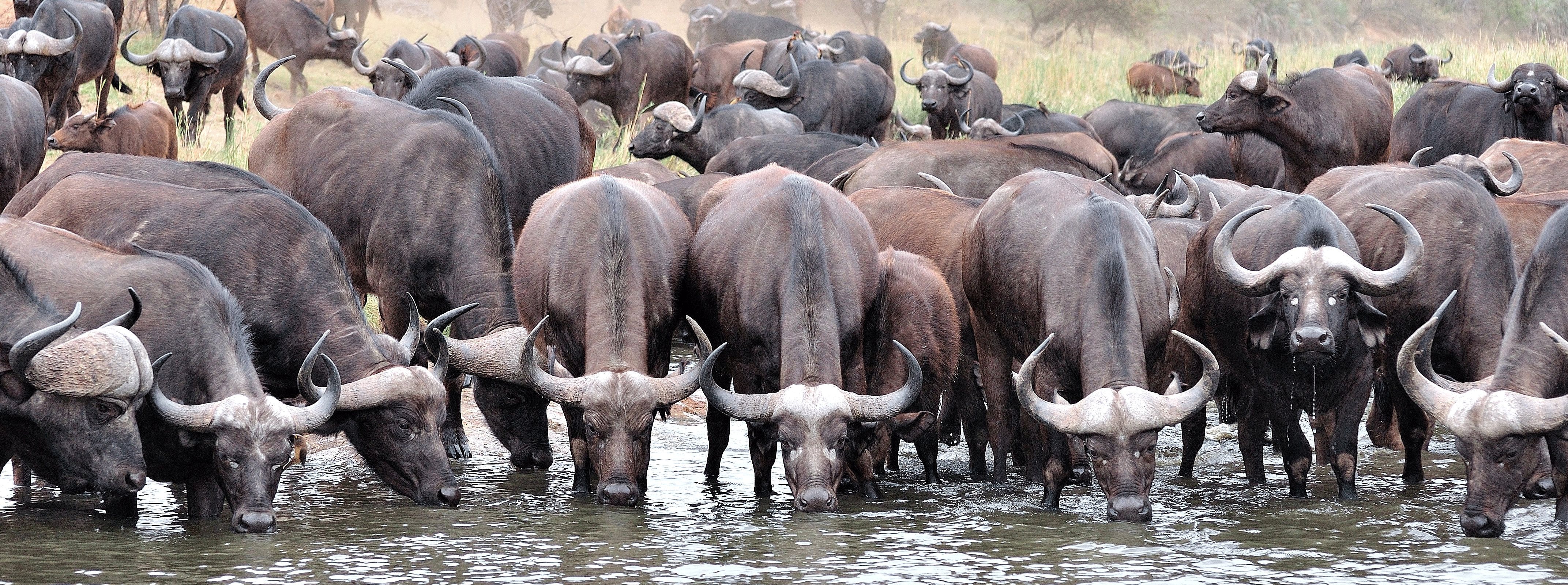 /resource/Images/Tanzania_Kenya/headerimage/buffalo.png