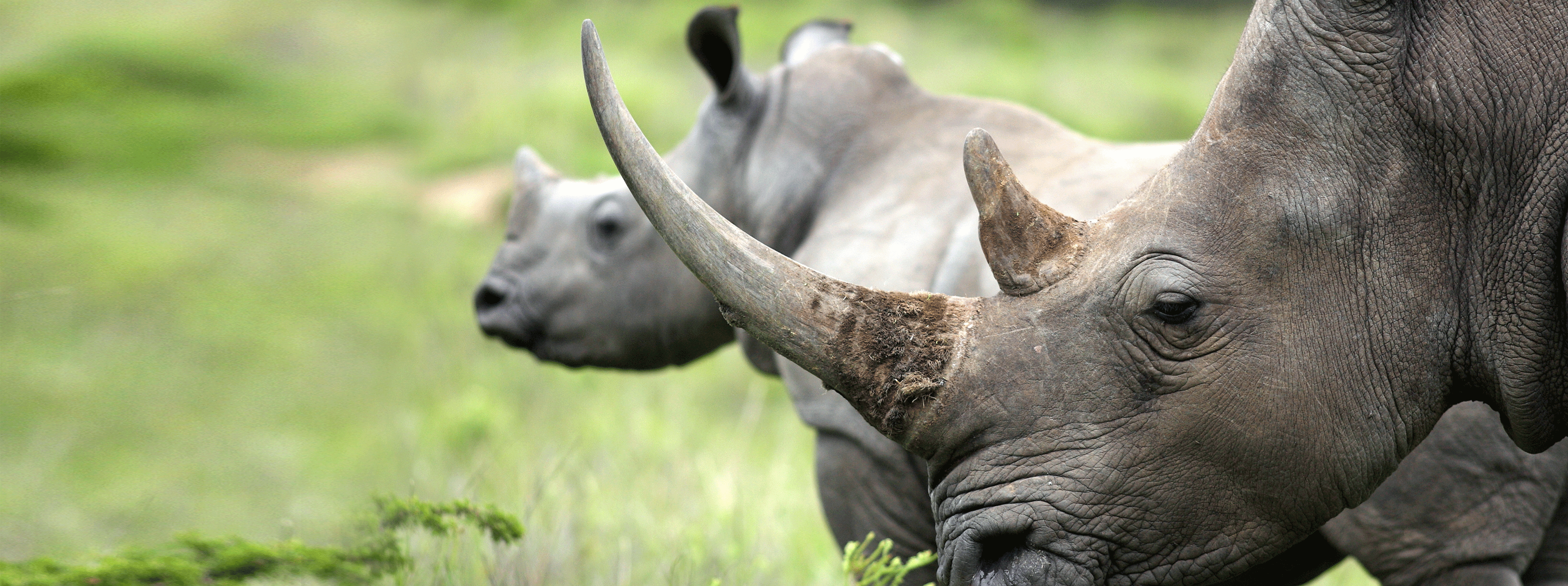 /resource/Images/Tanzania_Kenya/headerimage/rhinos.png