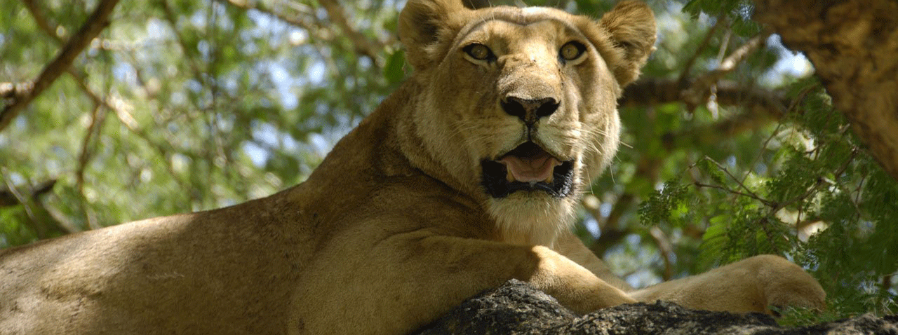 /resource/Images/Tanzania_Kenya/headerimage/tree-climbing-lions.png