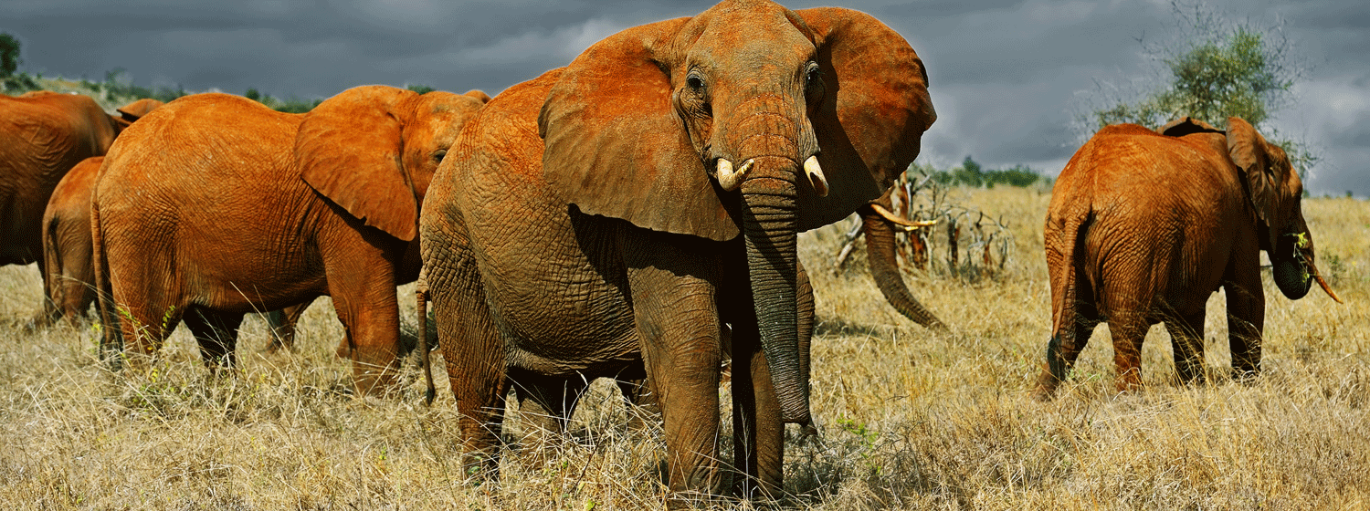 /resource/Images/africa/kenya/headerimage/Elephants-Tsavo-west-National-Park-in-Kenya.png