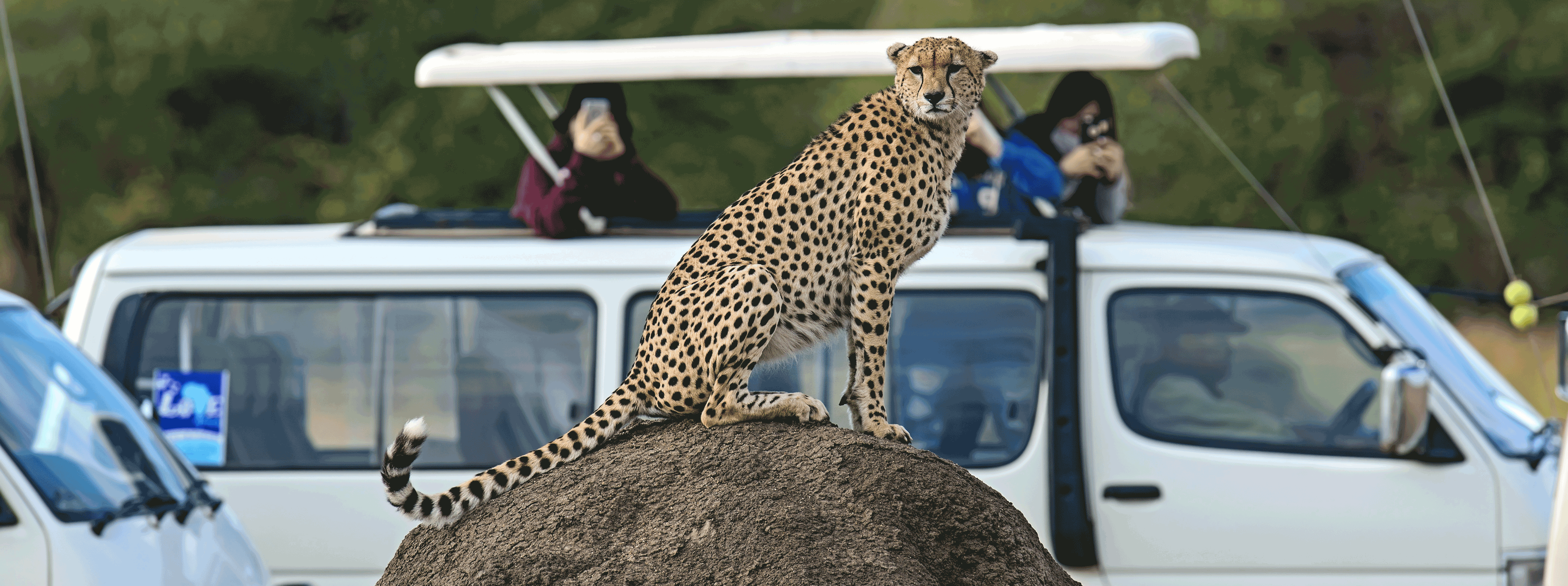 /resource/Images/africa/kenya/headerimage/Family-Cheetah-Masai-Mara-National-Park-in-Kenya1.png
