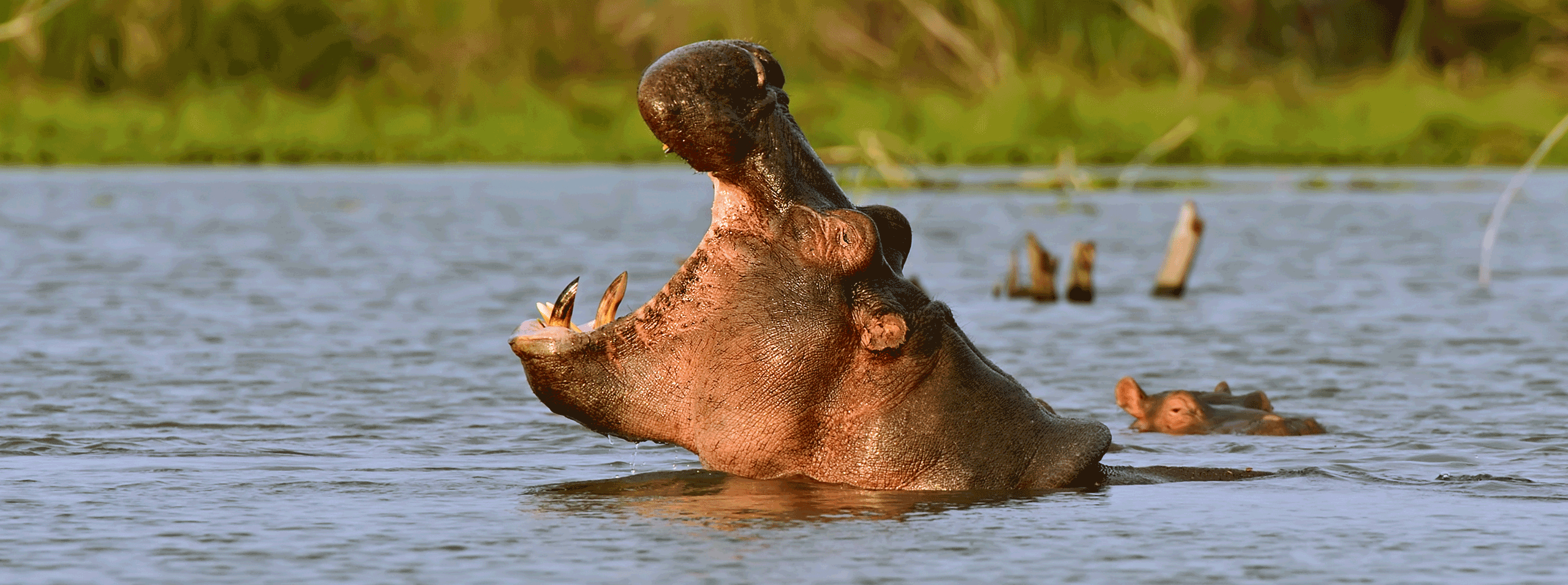 /resource/Images/africa/kenya/headerimage/Hippos-in-Lake-Naivasha-National-Park-Naivasha.png