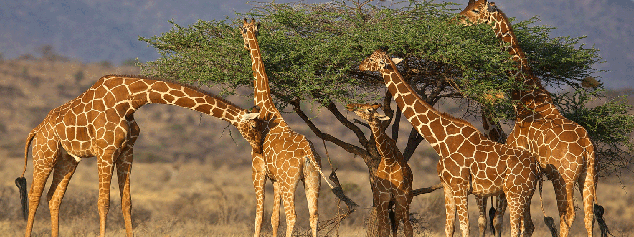 /resource/Images/africa/kenya/headerimage/Samburu-Kenya-safari-Giraffe.png