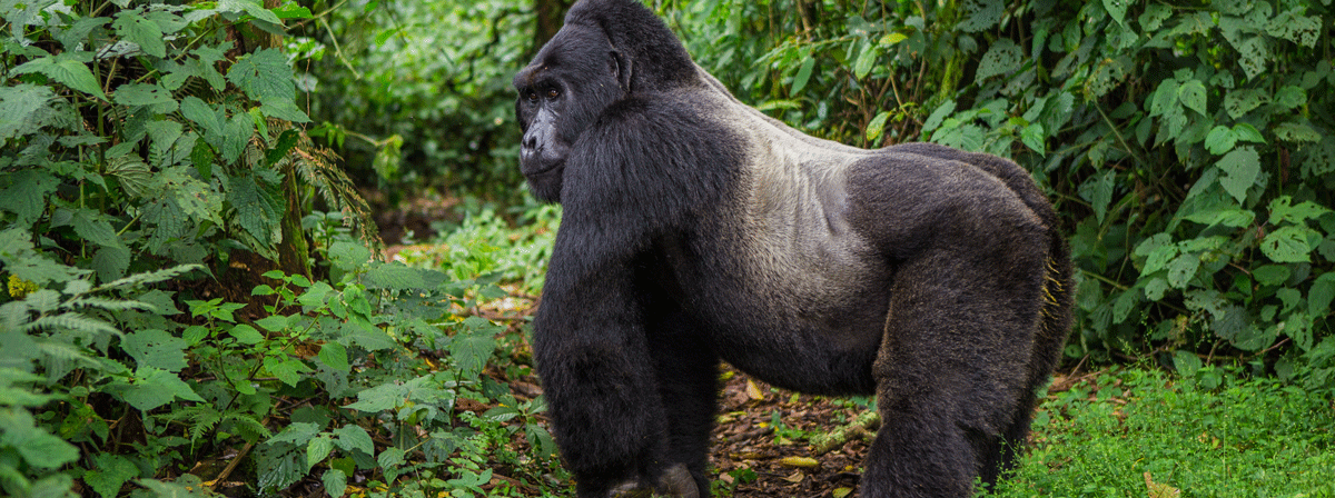 /resource/Images/africa/uganda/headerimage/Gorilla-trekking-in-uganda.png