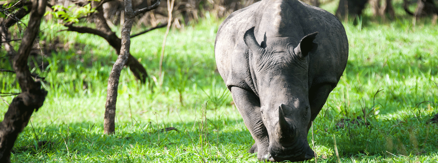 /resource/Images/africa/uganda/headerimage/Ziwa-Rhino-Sanctuary.png