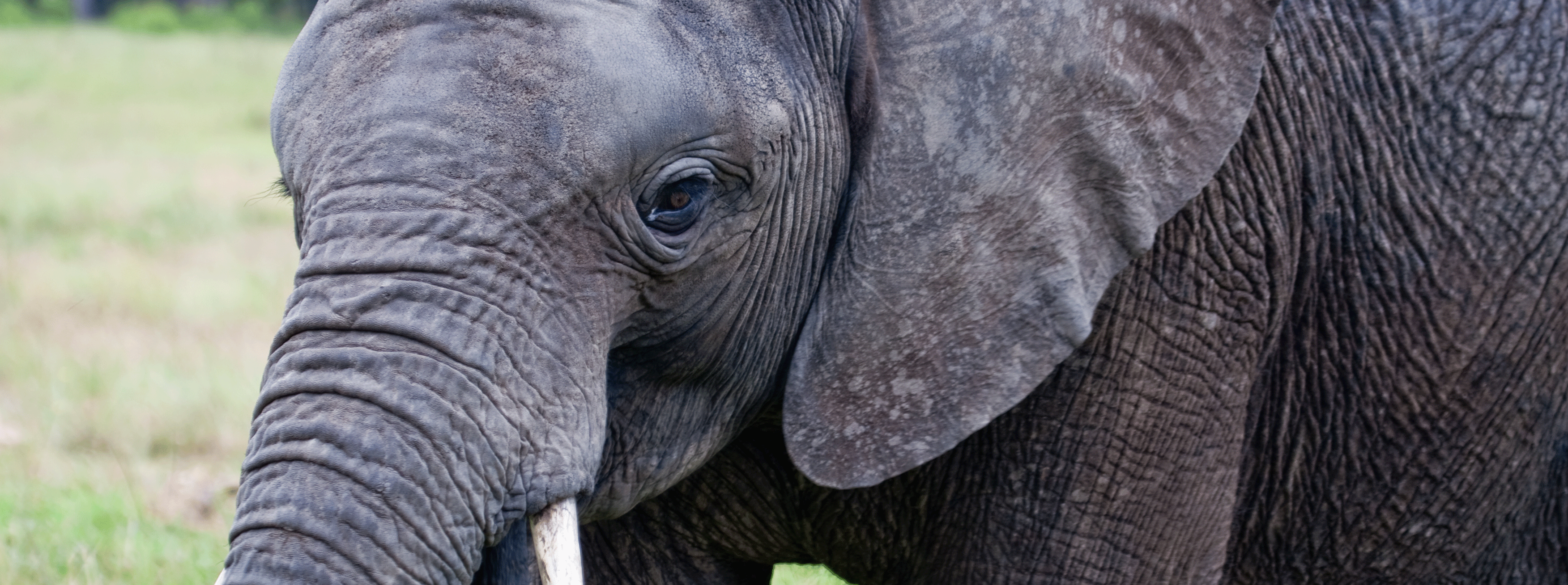/resource/Images/southafrica/headerimage/Knysna-Elephant-Park.png