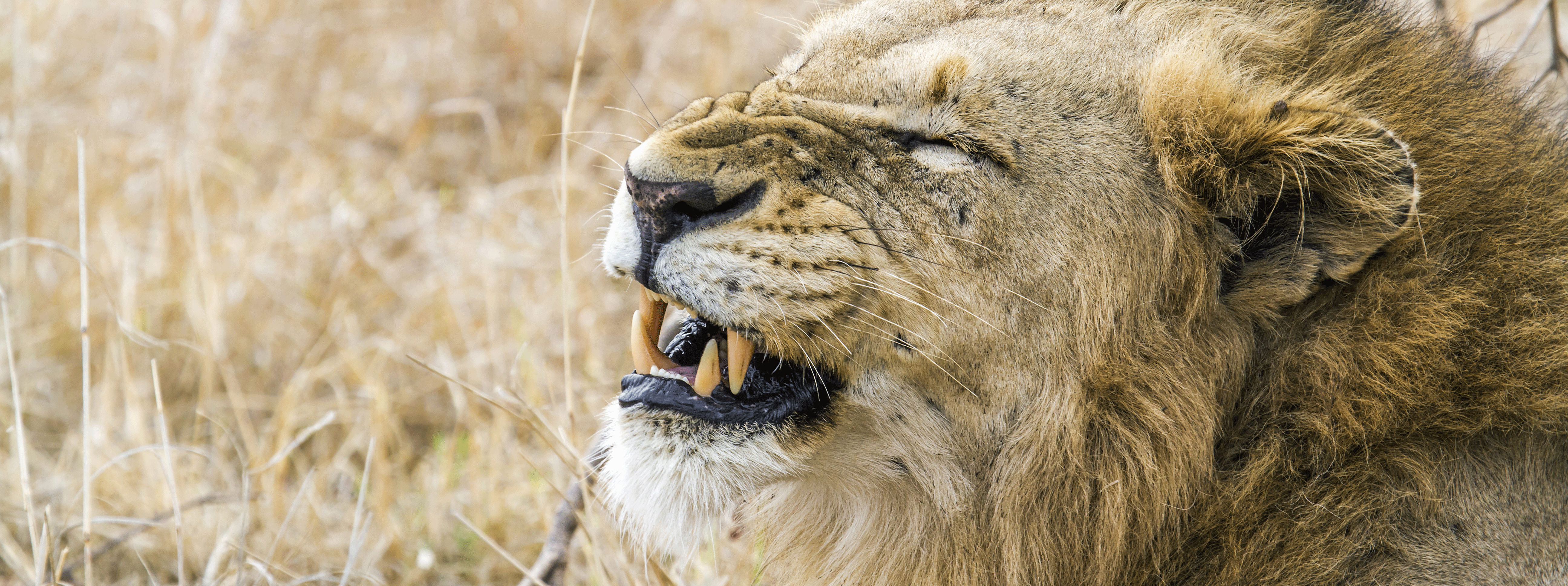 /resource/Images/southafrica/headerimage/Lion-in-Kruger-national-park-South-Africa.png