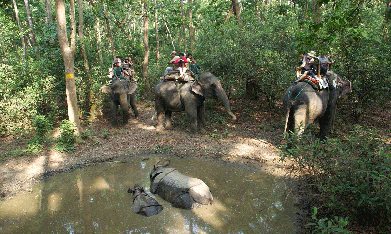 Get close to nature at Chitwan National park