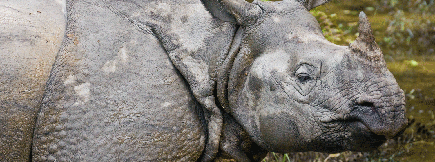/resource/Images/southernasia/india/headerimage/rhino.png